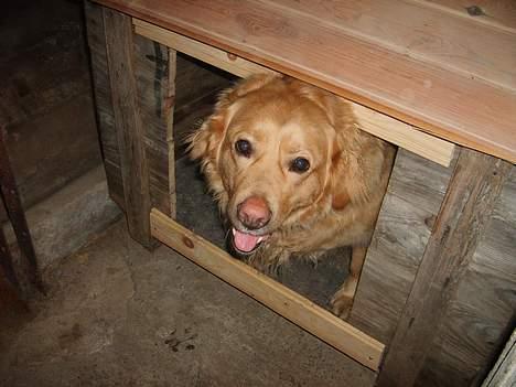 Golden retriever Buster billede 5