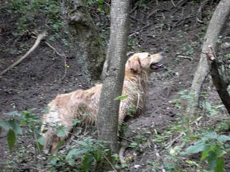 Golden retriever Buster billede 6