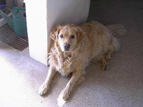 Golden retriever Buster billede 7