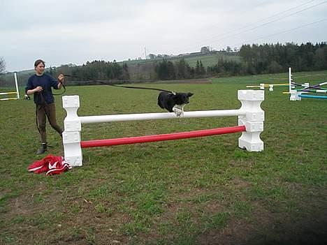 Blanding af racer Perle - gav vi et liv ! - FLYV !  -Ovre heste spring .. :B billede 7