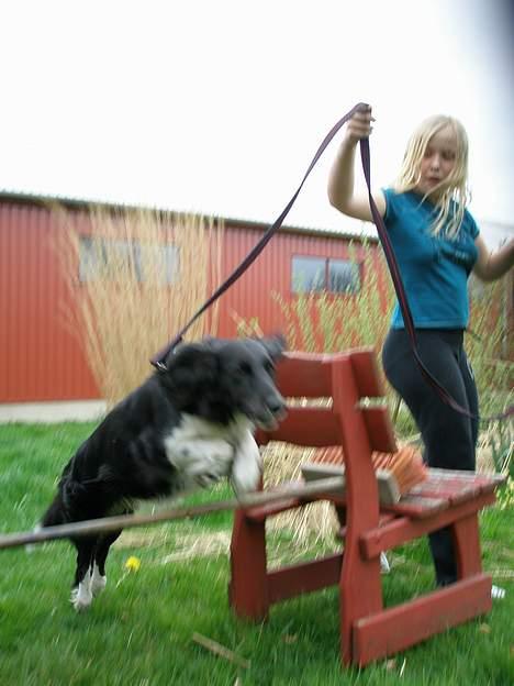 Blanding af racer Perle - gav vi et liv ! - Heller ikk så højt . og Min lækre veninde i bagrunden ( ;  billede 8