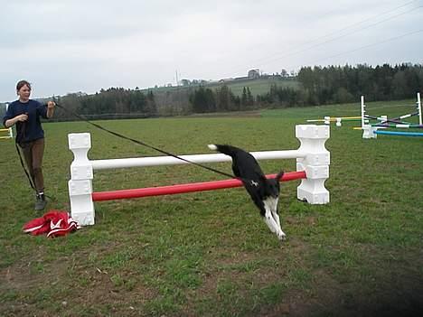 Blanding af racer Perle - gav vi et liv ! - Og endnu et flyve spring ! ;´  billede 9