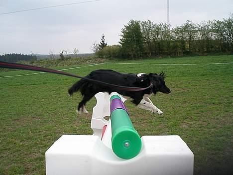 Blanding af racer Perle - gav vi et liv ! - DYGTIG MUSS <3 du sku dejlig <3 billede 10