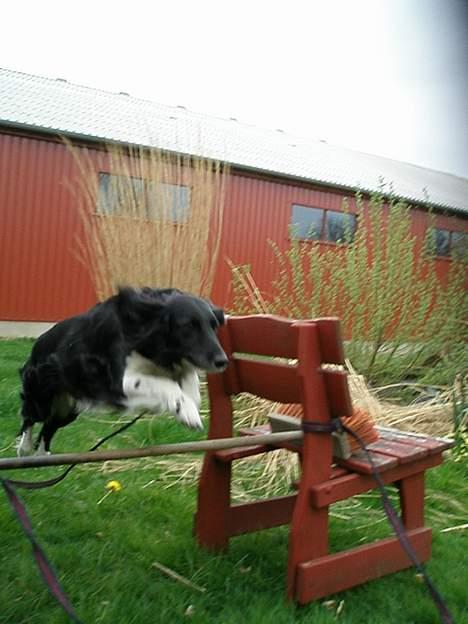 Blanding af racer Perle - gav vi et liv ! - Spring da lige højt over ? billede 11