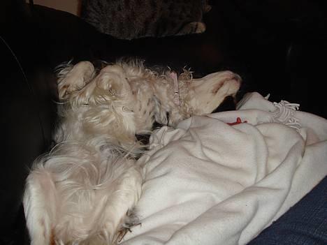 Cavalier king charles spaniel lady - Jeg ligger godt billede 2