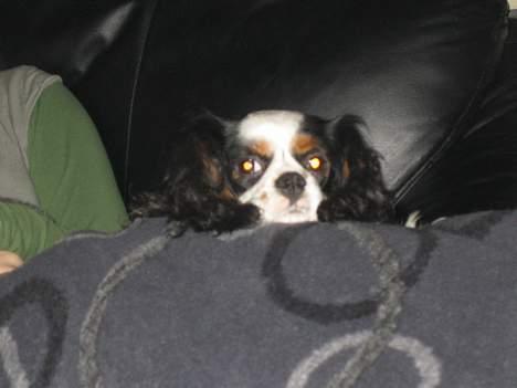 Cavalier king charles spaniel lady - Billeder igen? billede 3