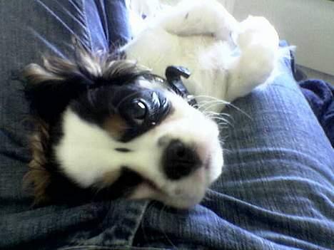 Cavalier king charles spaniel lady - moar billede 4