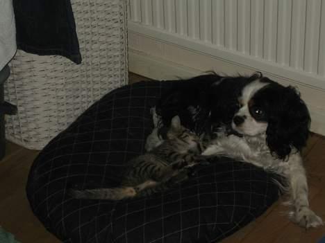 Cavalier king charles spaniel lady - Jeg kan så godt lide dig  billede 5