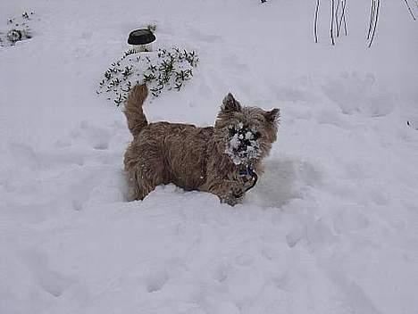 Cairn terrier Balder - Kuk kuk her er jeg.. Jeg eeelsker sne.. og sneen elsker også mig kan I se..  billede 9