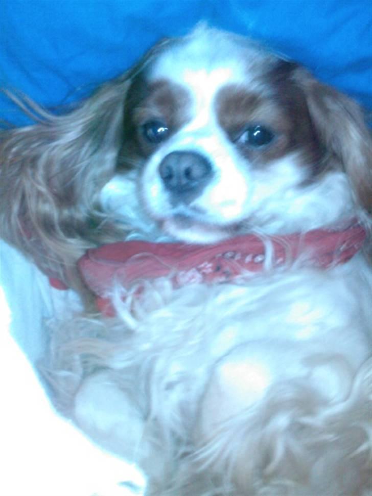 Cavalier king charles spaniel Figo R.I.P <3  billede 1