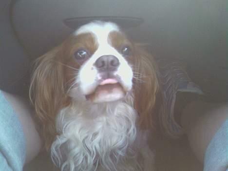 Cavalier king charles spaniel Figo R.I.P <3  billede 2