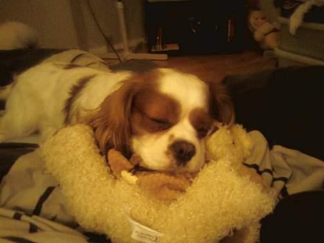Cavalier king charles spaniel Figo R.I.P <3  billede 3