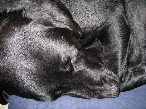 Labrador retriever Carlo - nårrrh  billede 15