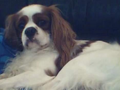 Cavalier king charles spaniel Figo R.I.P <3  billede 4