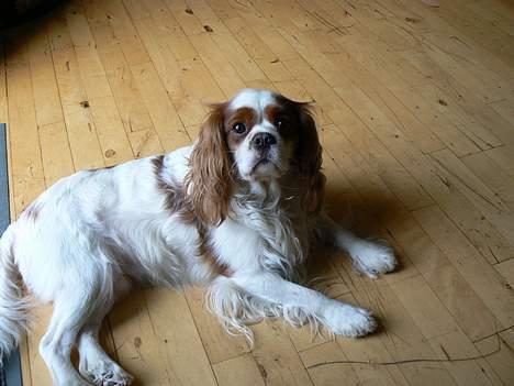Cavalier king charles spaniel Figo R.I.P <3  billede 5