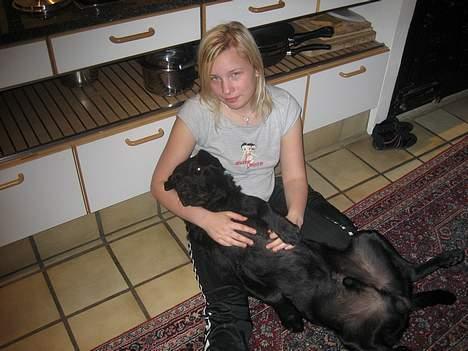 Labrador retriever Carlo - nyt nyt. d.21 april billede 16