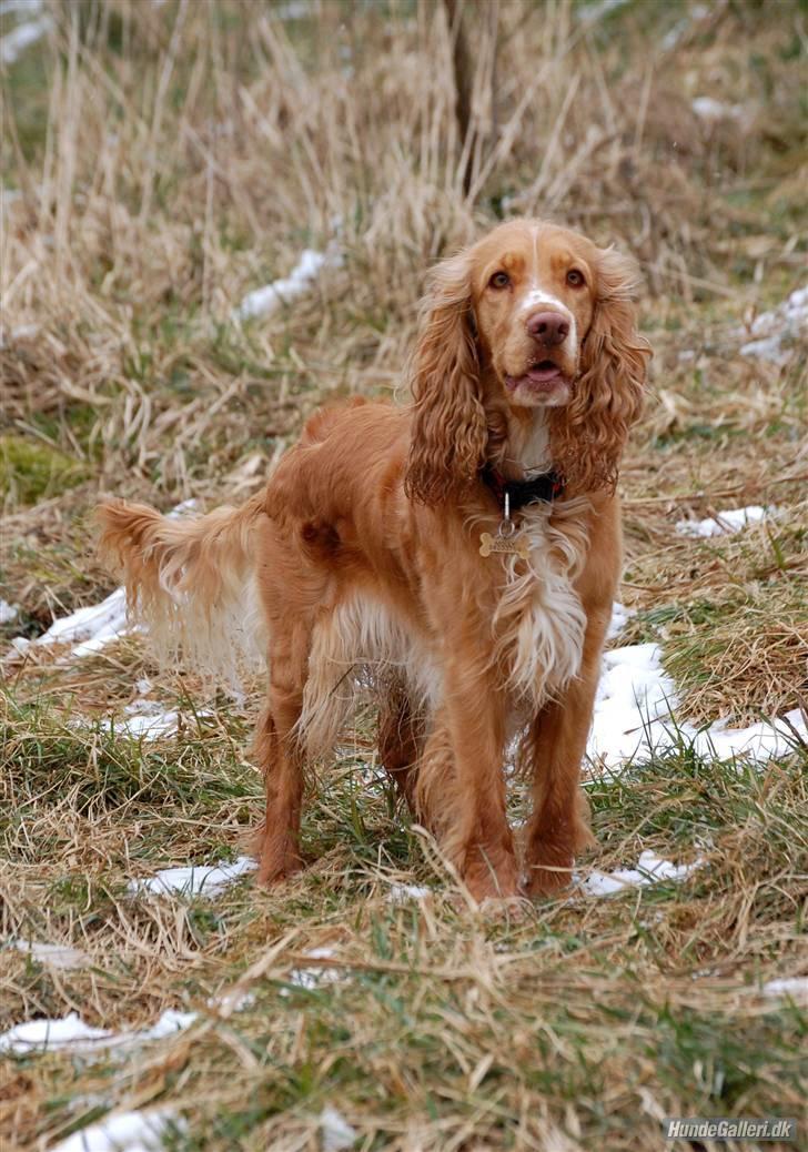 Cocker spaniel Molly billede 6