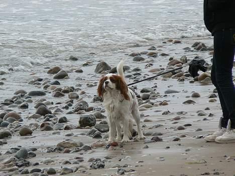 Cavalier king charles spaniel Figo R.I.P <3  billede 6