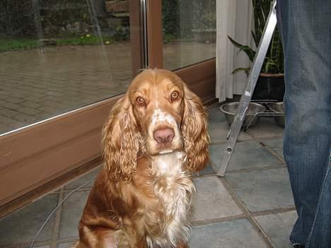 Cocker spaniel Molly billede 7
