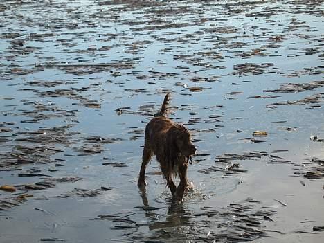 Cocker spaniel Molly billede 8