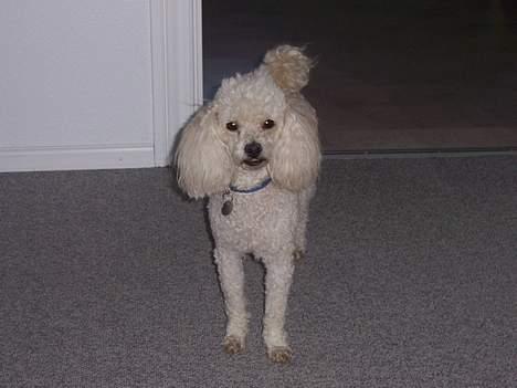 Dværgpuddel Bølle billede 1