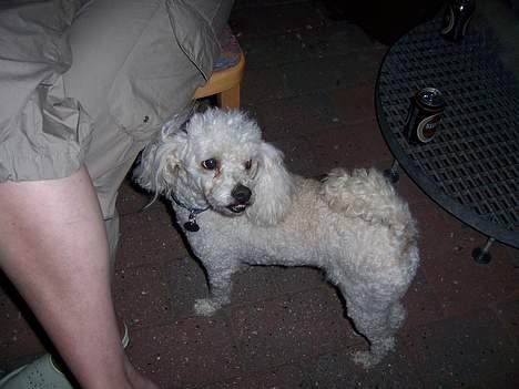 Dværgpuddel Bølle billede 2