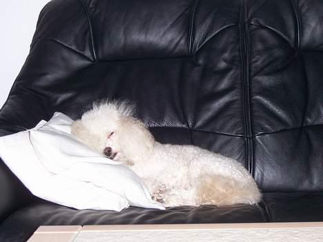 Dværgpuddel Bølle billede 3