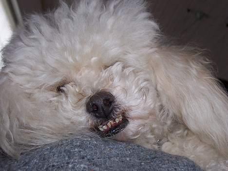 Dværgpuddel Bølle billede 4