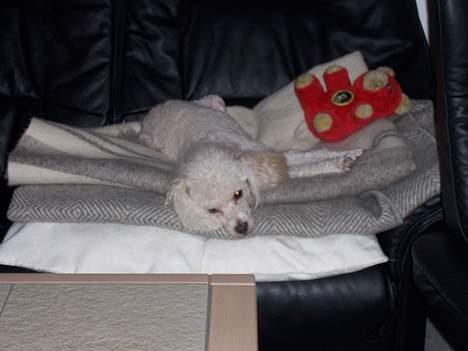 Dværgpuddel Bølle billede 5