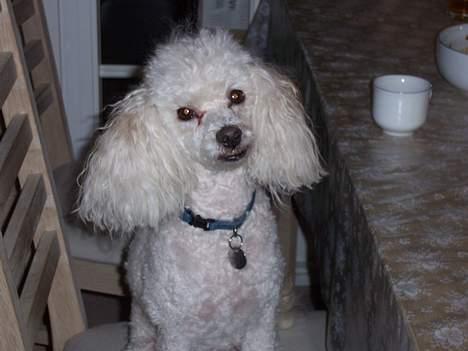 Dværgpuddel Bølle billede 6