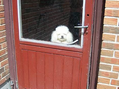 Dværgpuddel Bølle billede 7