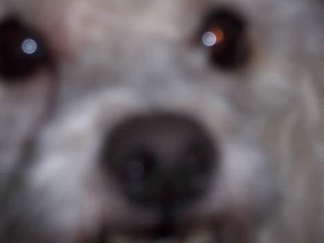 Dværgpuddel Bølle billede 8