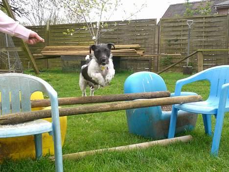 Jack russell terrier Bell - spring dag med venner.. billede 13
