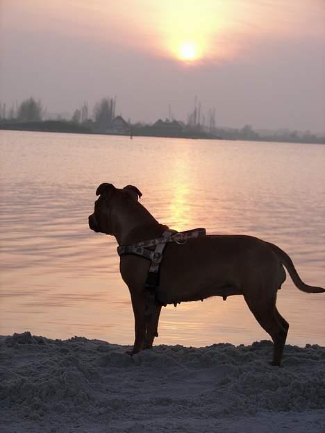 Staffordshire bull terrier Chili - NYT!!24-407 Nyder solnedgangen! billede 16