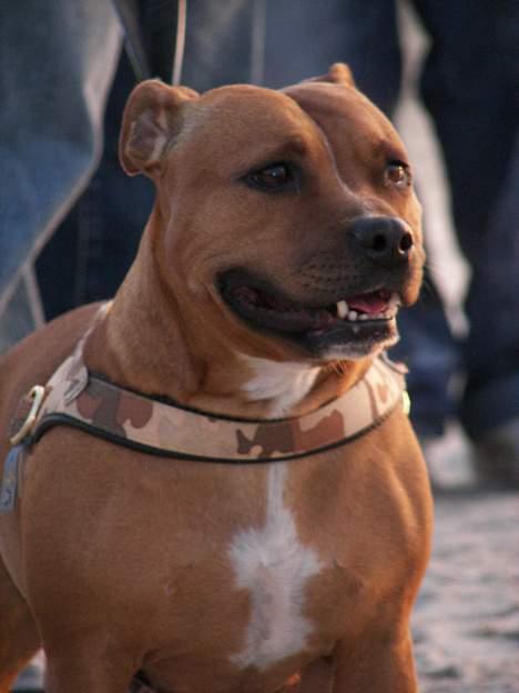 Staffordshire bull terrier Chili - NYT!!24-4-07 billede 17