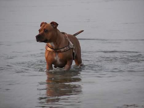 Staffordshire bull terrier Chili - NYT!! 24-4-07 billede 18