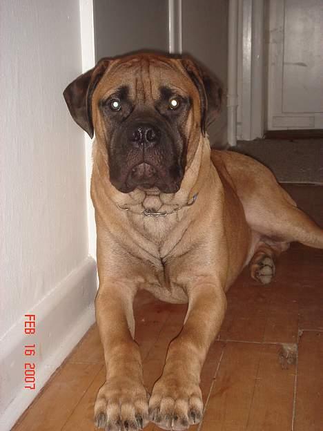 Bullmastiff Nielson Junior (død)  - dejlige mig billede 12