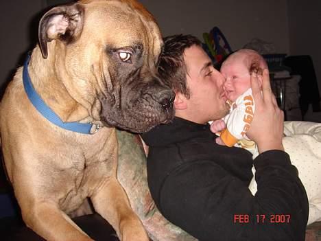 Bullmastiff Nielson Junior (død)  - far jeg vil også op og sidde ved dig..  billede 13