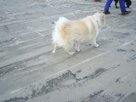 Samojedhund elvis - Død 28/12-2010 - en luftig dag på stranden billede 3