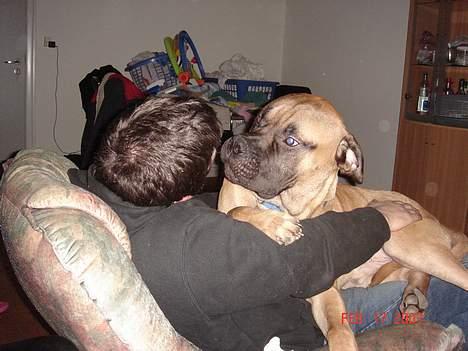 Bullmastiff Nielson Junior (død)  - Jubi ingen Vicktor så er det min tur. kom nu far kysse billede 14