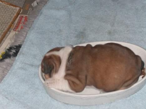 Engelsk bulldog Betty - pu-ha man bliver træt af at spise billede 12