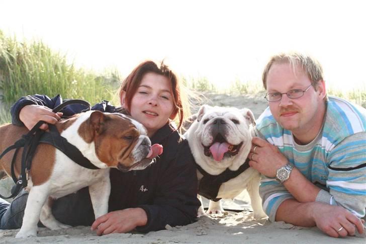 Engelsk bulldog Hertha. R.I.P 26-06-2012 - På stranden med Betty og mine ejer billede 9