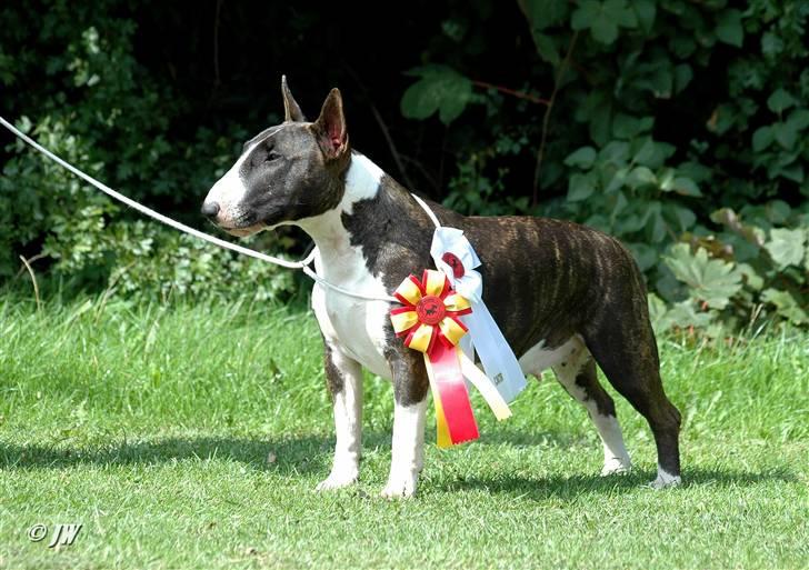 Bullterrier                     Jazzy - Jazzy blev BIR i vejen med CACIB, den 16. August 2008 billede 13