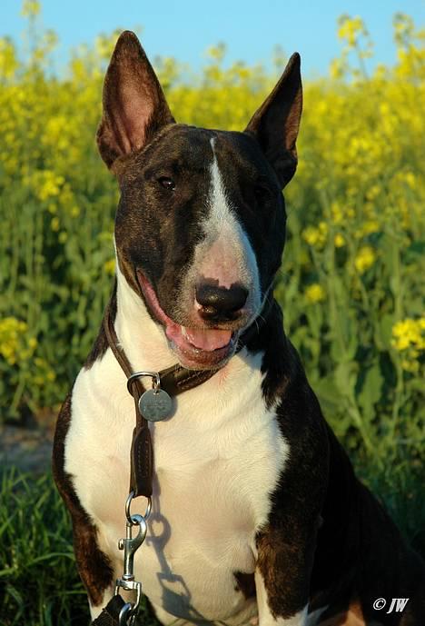 Bullterrier                     Jazzy - Den 4. Maj 2007 billede 25