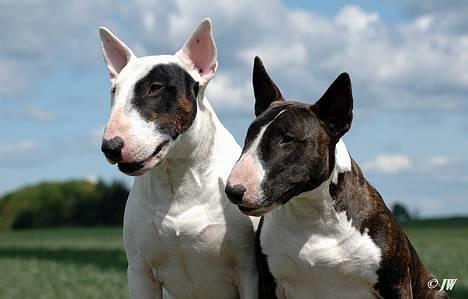 Bullterrier                     Jazzy - Den 17. Maj 2007 billede 22