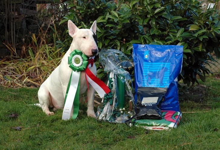 Bullterrier                    *RIP* Joker - Joker med alle sine fine præmier efter skuet i Silkeborg :0) Han blev BIR, BIG 1 & BIS 4 ! Den 27. November 2007 billede 3