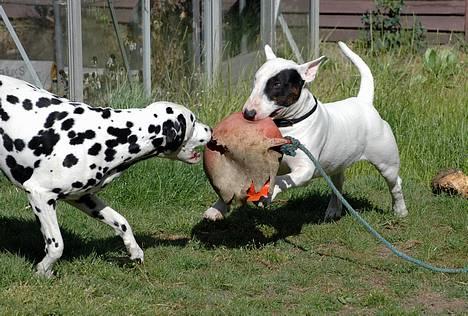 Bullterrier                    *RIP* Joker - Kiwi & Joker - Den 9. maj 2007 billede 4