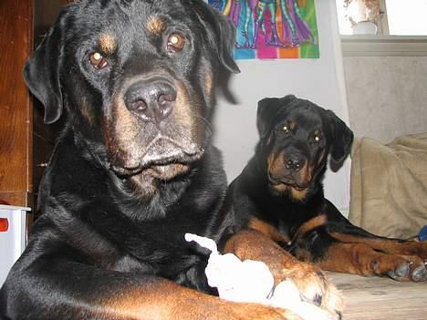 Rottweiler scago  - Hvad siger du mor:-) Scago 4 måneder billede 6