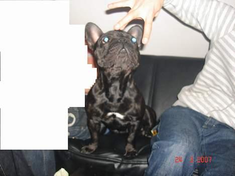 Fransk bulldog King billede 13