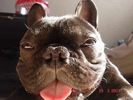 Fransk bulldog King billede 14